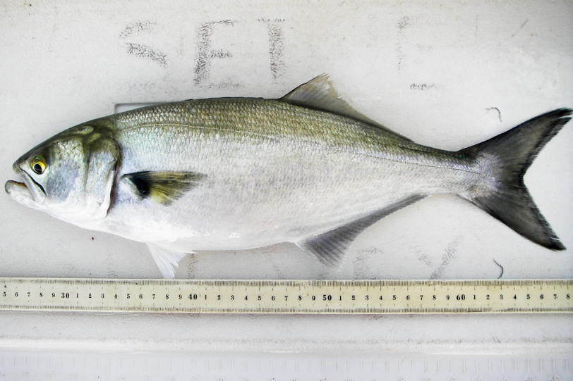 A bluefish caught by a trawl survey. Photo: Virginia Institute of Marine Science