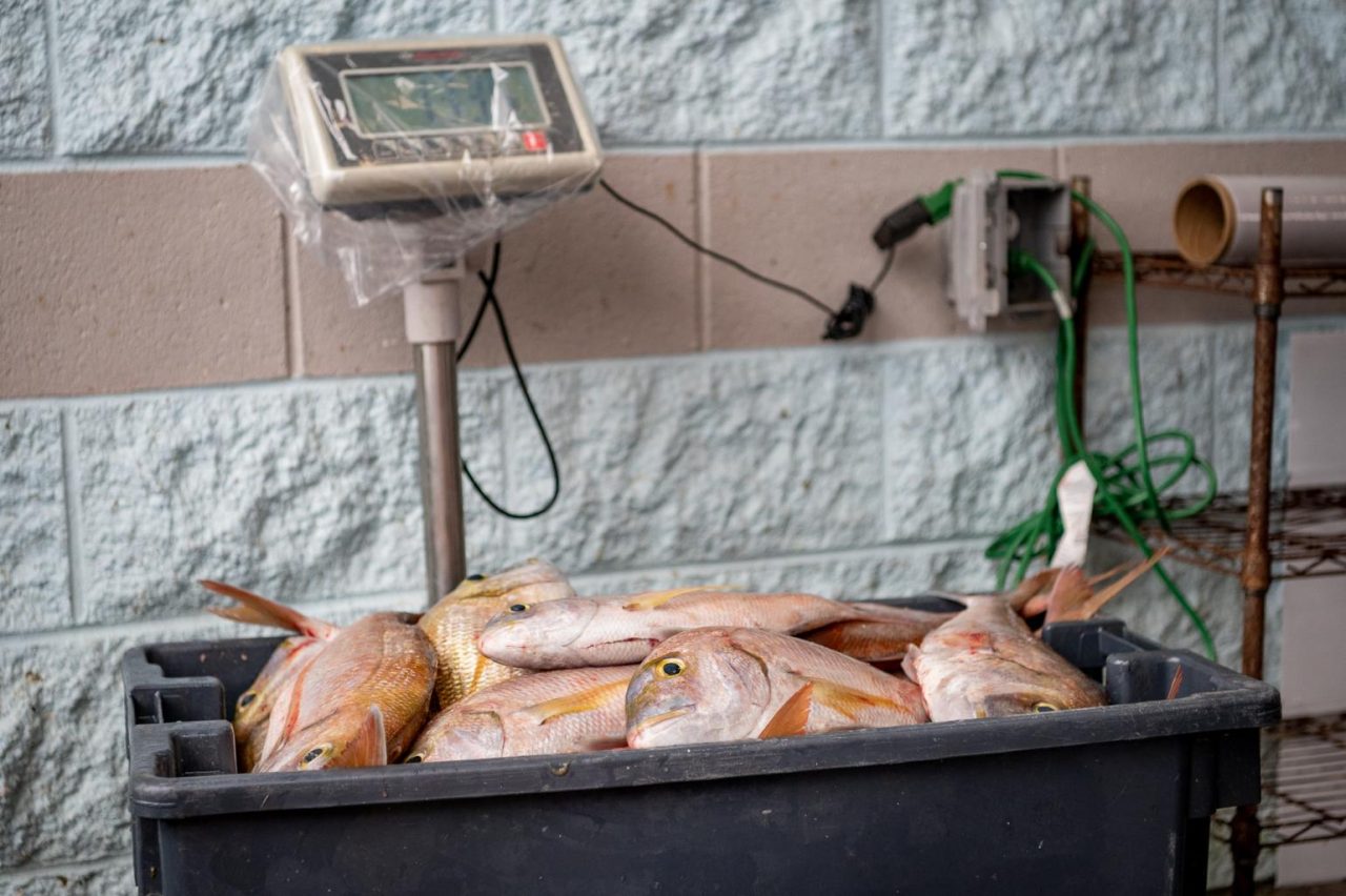 Mandatory harvest reporting requirements effective Monday for both recreational and commercial fishermen. Photo: NCDEQ