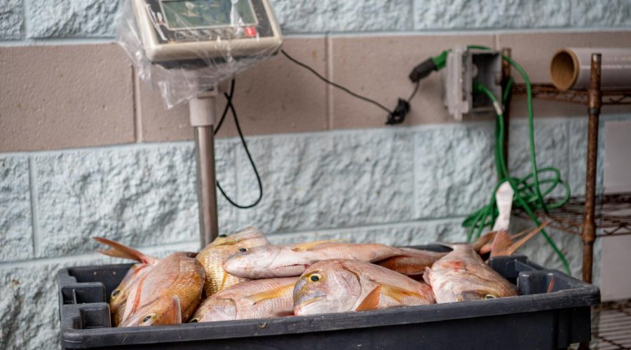 Mandatory harvest reporting requirements effective Monday for both recreational and commercial fishermen. Photo: NCDEQ