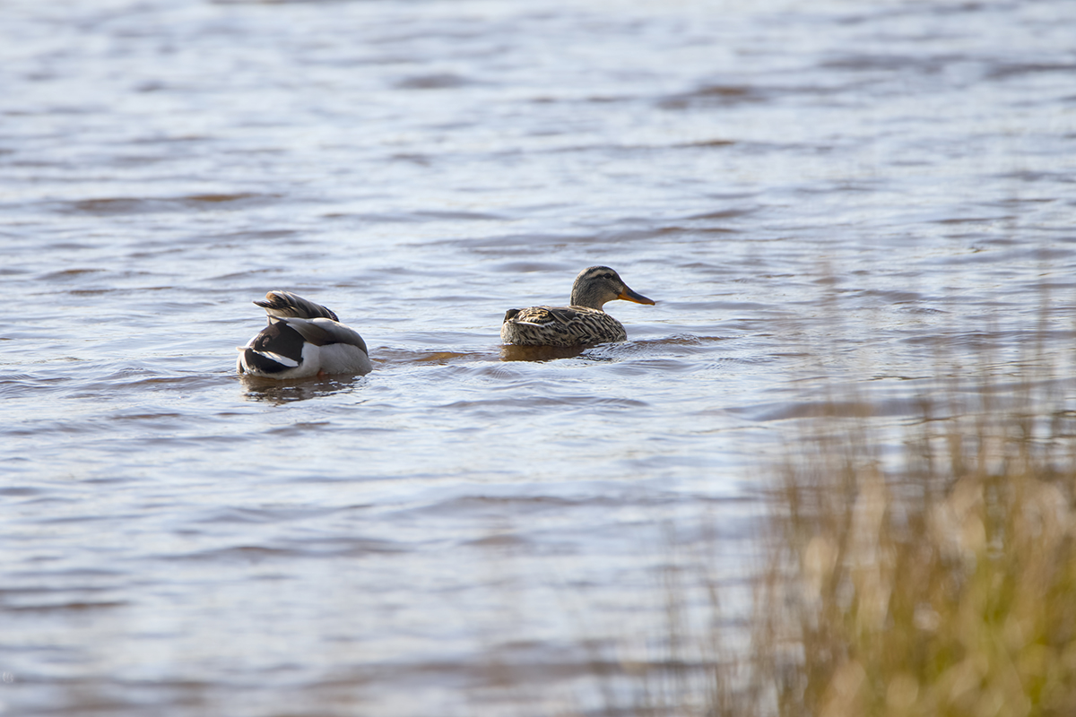 Two mallards feed in the sheltered waters along the dike. Photo: Kip Tabb