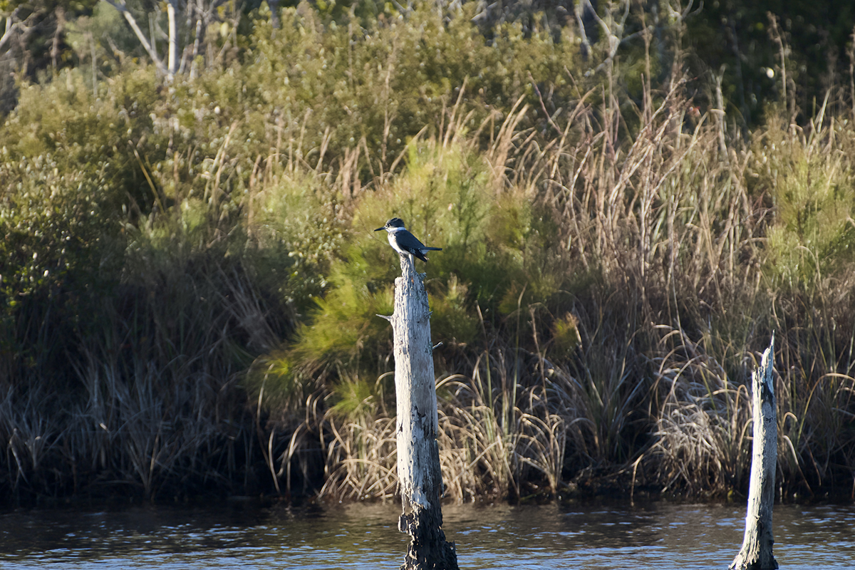 A belted kingfisher poses on a tree stump. Photo: Kip Tabb