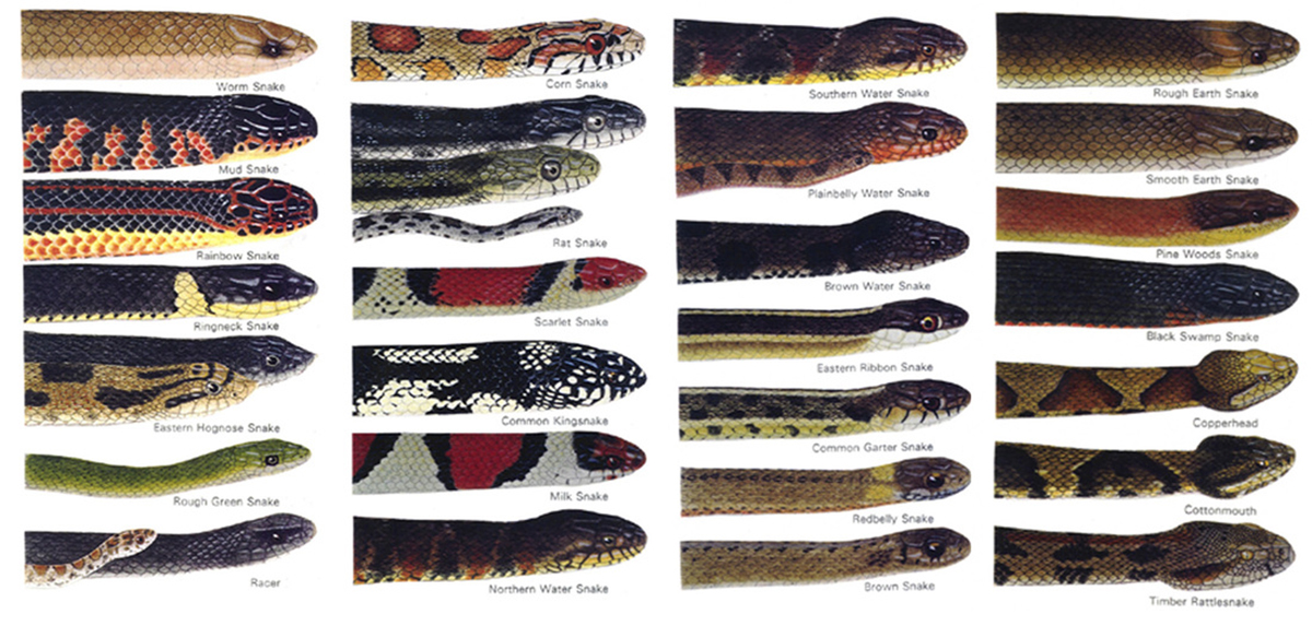 An identification guide to snakes of Dismal Swamp. Photo courtesy of the author.