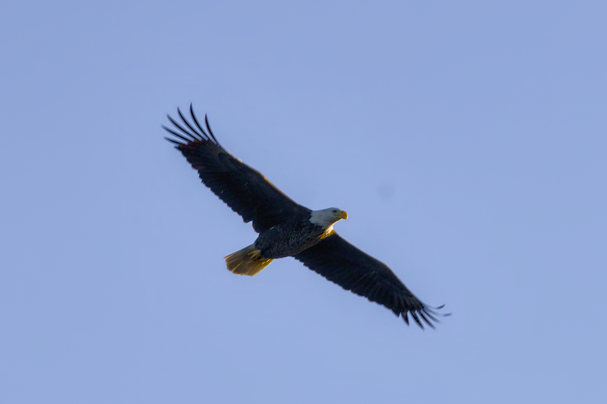 An eagle flies overhead in late December. With the sun behind it, the raptor, at first, looked like a big black bird. It took a moment to realize what I was seeing. Photo: Kip Tabb