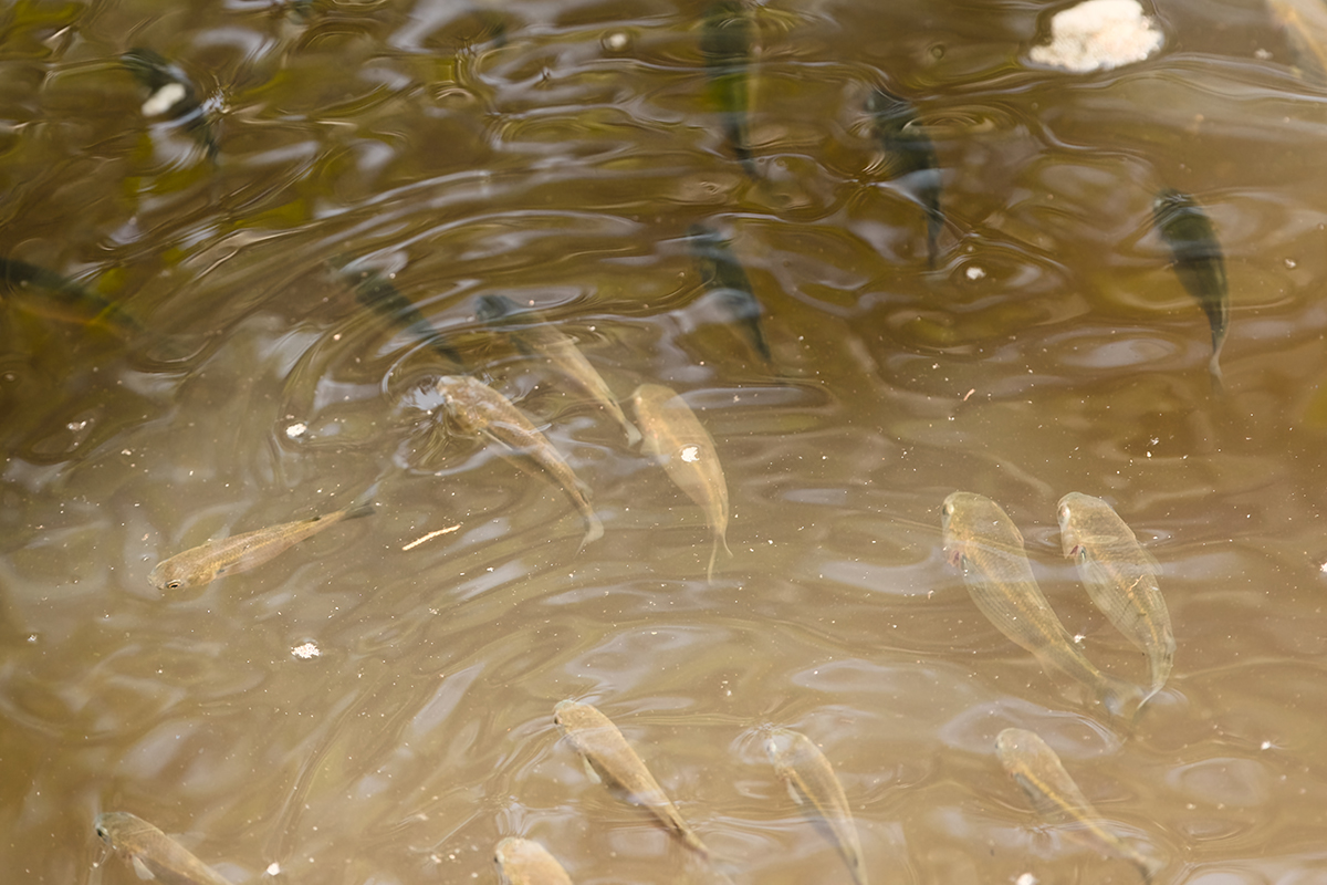 Manteo Marshes is important spawning waters and fish hatchery. This photo was made in March 2024. Photo: Kip Tabb