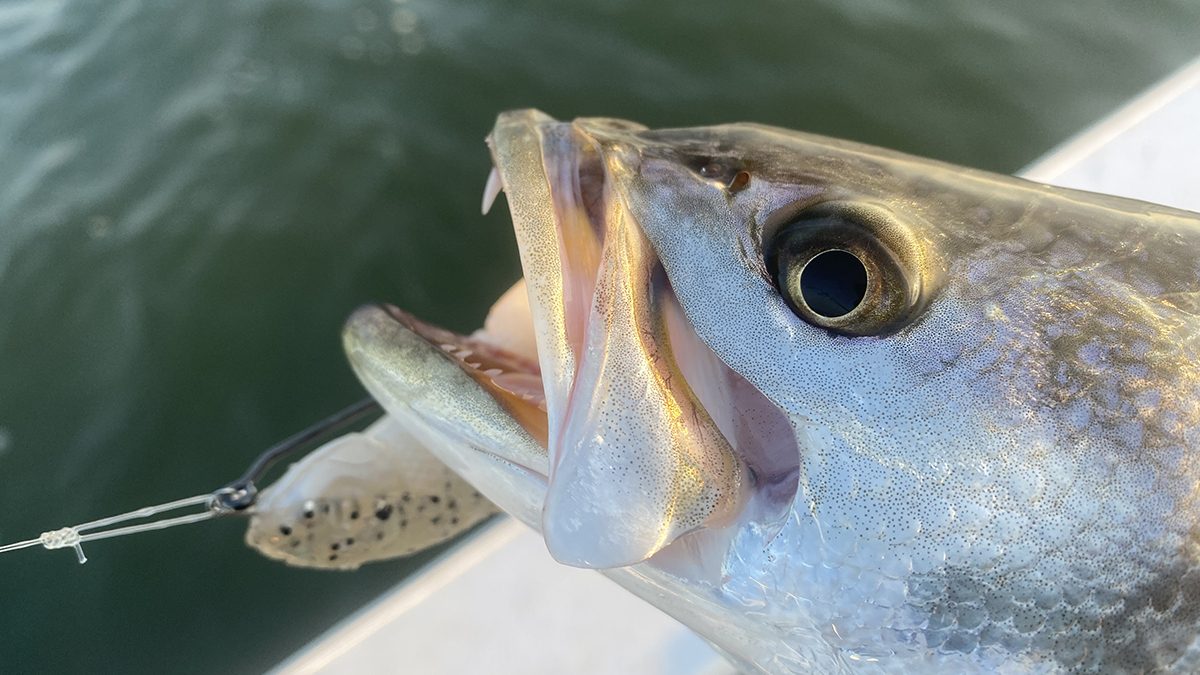 No matter the choice of lures du jour, know-how reels ’em in