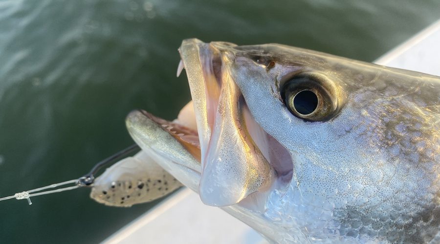 Unweighted swim baits are highly effective on flats trout like this beauty. Photo: Gordon Churchill