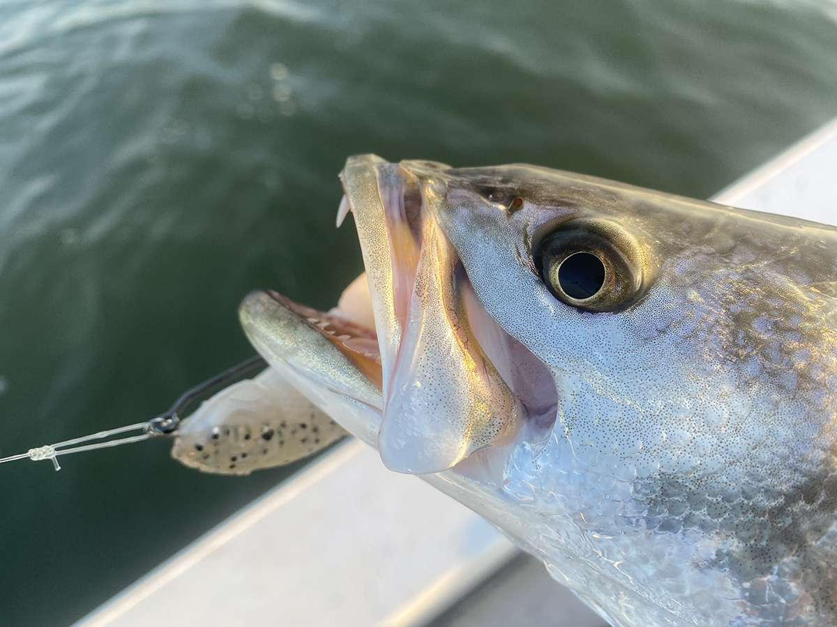 Unweighted swim baits are highly effective on flats trout like this beauty. Photo: Gordon Churchill