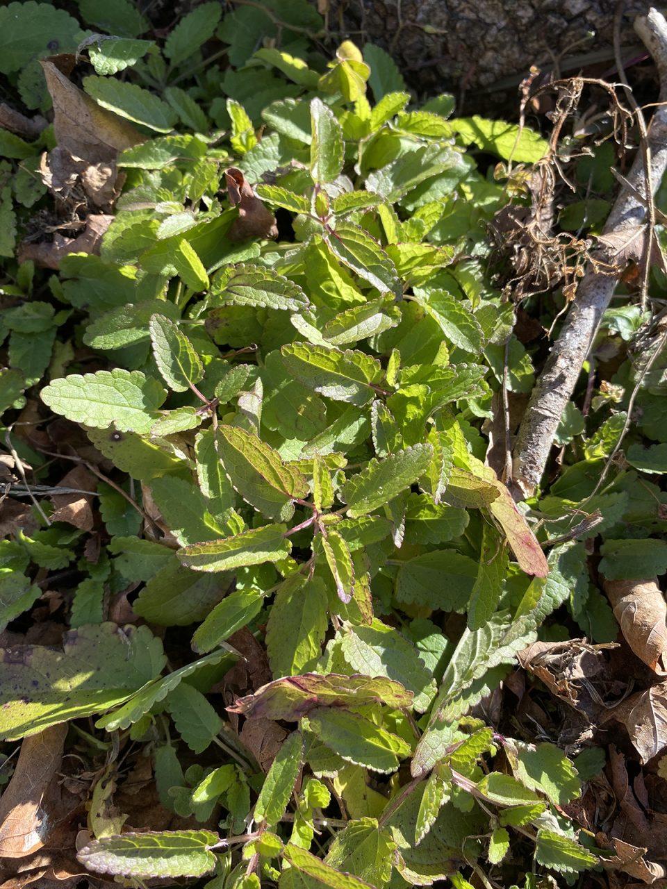 This clump of Florida betony is living its best life in the sunshine. Photo: Heidi Skinner