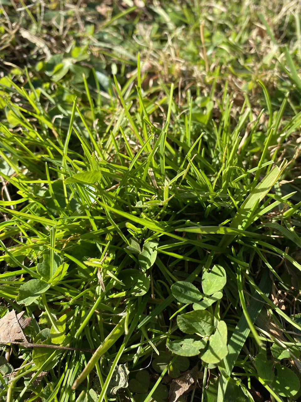 Poa annua, with a side of clover, basks in the winter light. Photo: Heidi Skinner