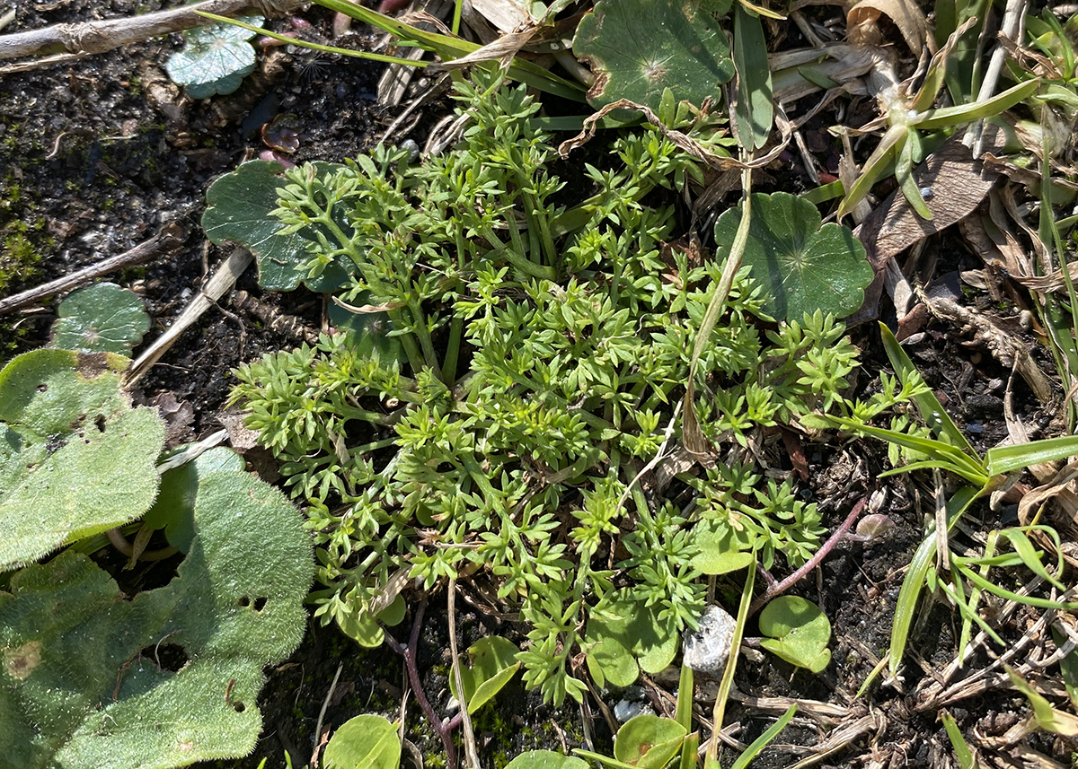 Spurweed, looking all innocent, like it's not planning on inflicting pain and mayhem while self-propagating everywhere. Photo: Heidi Skinner