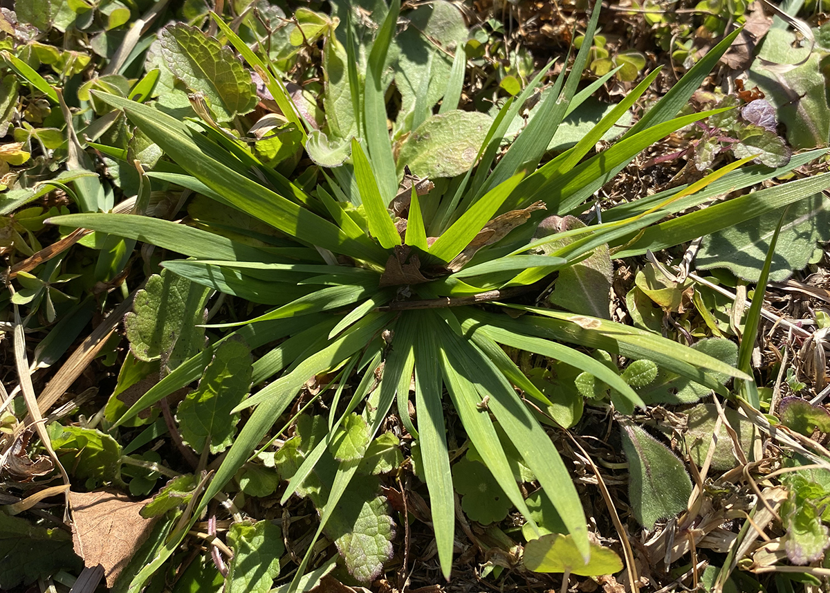 This clump of happy blue-eyed grass is sunny sans flowers. Photo: Heidi Skinner