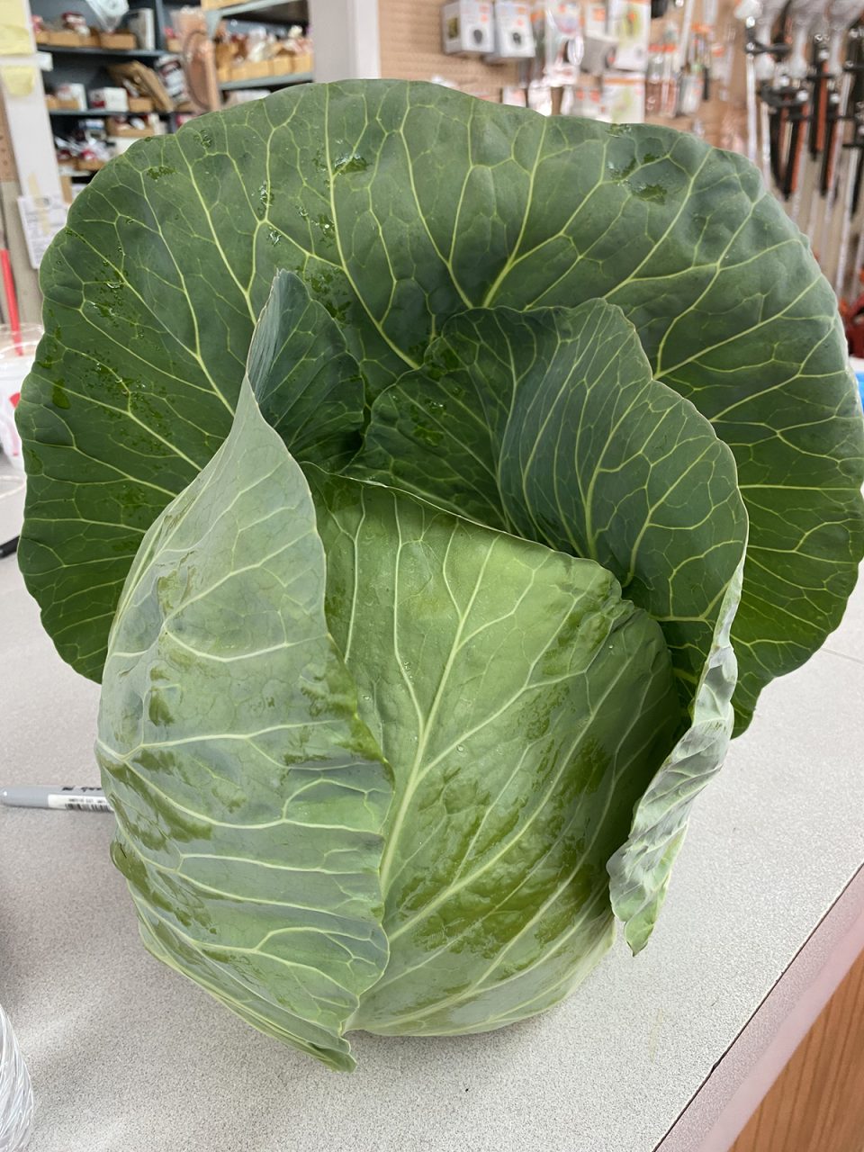 A gorgeous head of fresh cabbage just waiting for hot water and some ham. Photo: Heidi Skinner