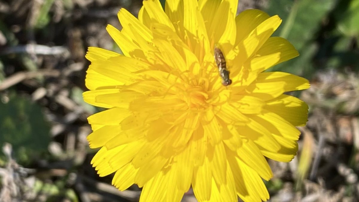 A cheery yellow dandelion welcomes its tiny bee friend. Photo: Heidi Skinner