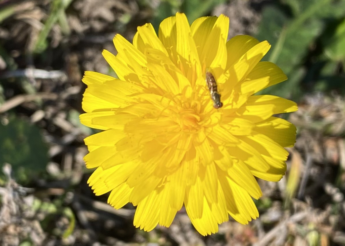 Wonderful winter weeds are here — whether loved or loathed