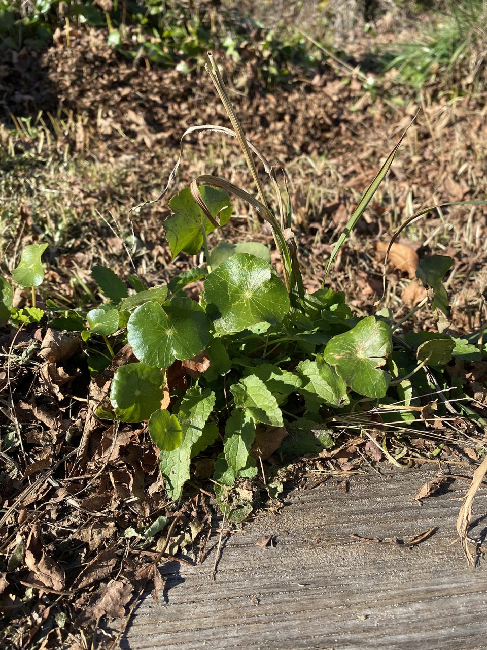 A nature's bouquet of pennywort and Florida betony share the sunlight with a spike of grass in the background. Photo: Heidi Skinner