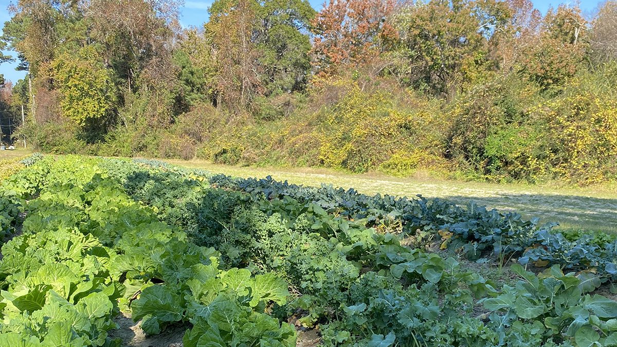 A very happy winter garden shows off under a blue, blue sky. Photo: Heidi Skinner