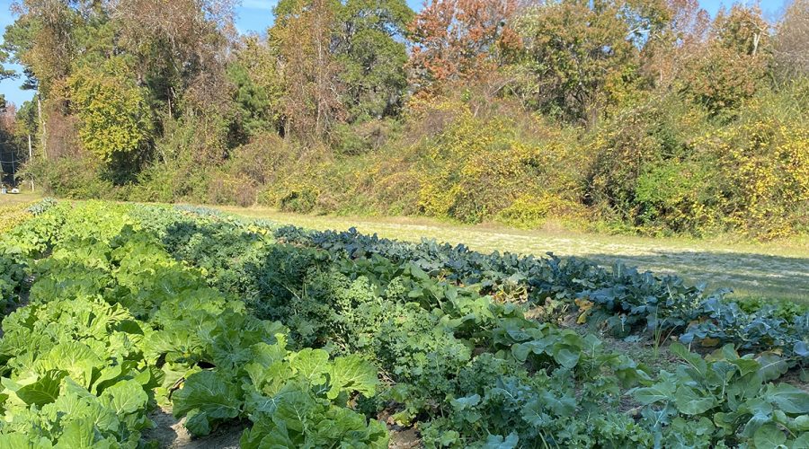 A very happy winter garden shows off under a blue, blue sky. Photo: Heidi Skinner