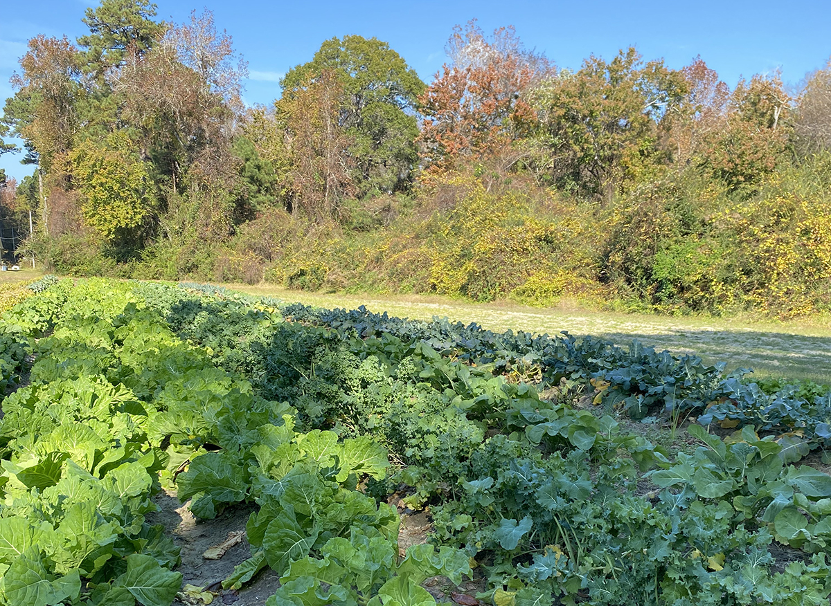 A very happy winter garden shows off under a blue, blue sky. Photo: Heidi Skinner