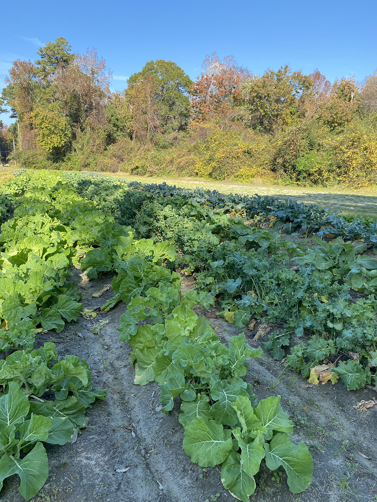 A very happy winter garden shows off under a blue, blue sky. Photo: Heidi Skinner