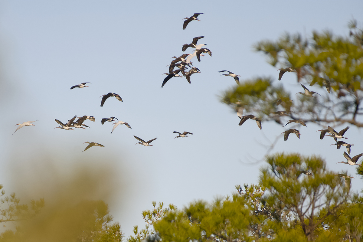 Although I have never seen a white ibis in the impoundment, it is the type of habitat they favor. Here a flock of white ibis fill the sky to the north of the impoundment. Photo: Kip Tabb