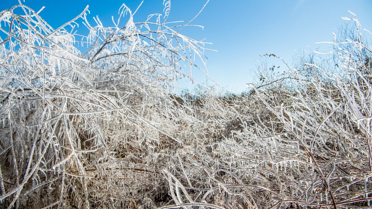 Ice covers a patch of volunteer vegetation near Michael J. Smith Field Tuesday after an overnight freeze in Beaufort. Photo: Dylan Ray