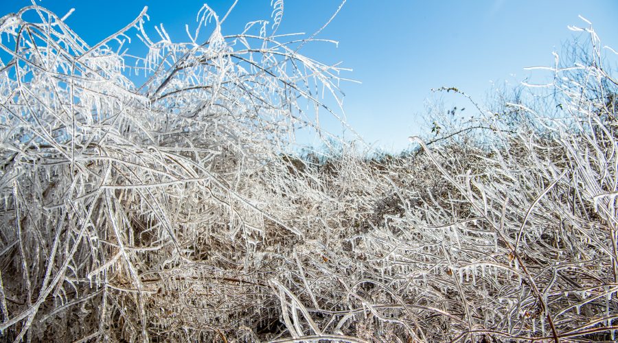 Ice covers a patch of volunteer vegetation near Michael J. Smith Field Tuesday after an overnight freeze in Beaufort. Photo: Dylan Ray