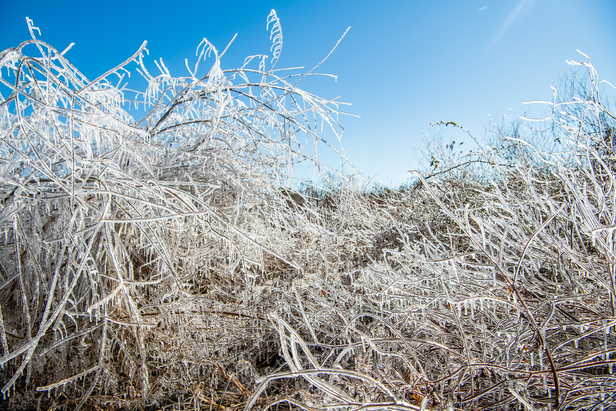 Ice covers a patch of volunteer vegetation near Michael J. Smith Field Tuesday after an overnight freeze in Beaufort. Photo: Dylan Ray