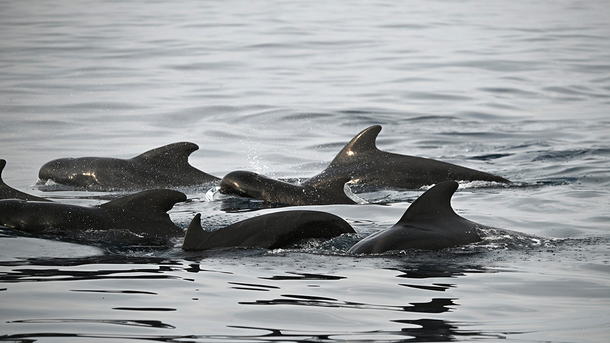 Short-finned pilot whales seen off the coast of Cape Hatteras. Photo: Annie Harshbarger