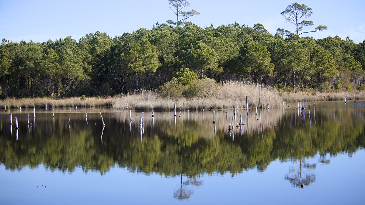 A view of Manteo Marshes looking north to the copse on the north end. Photo: Kip Tabb