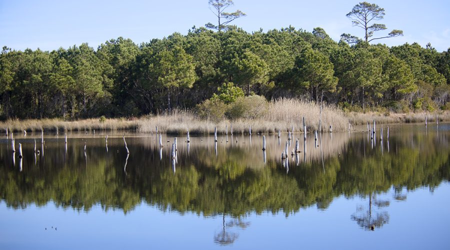 A view of Manteo Marshes looking north to the copse on the north end. Photo: Kip Tabb