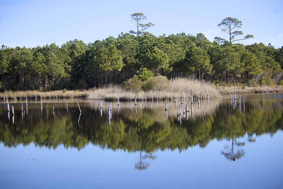 A view of Manteo Marshes looking north to the copse on the north end. Photo: Kip Tabb