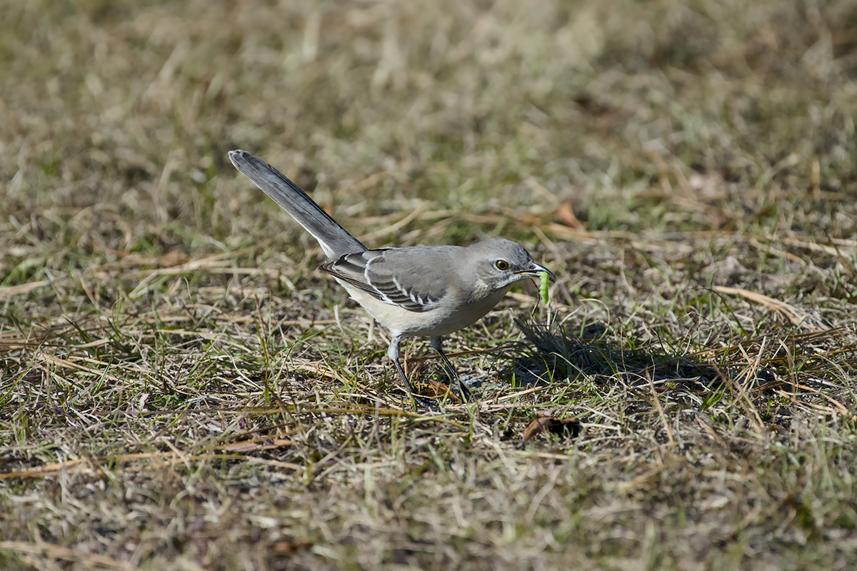 Northern mockingbirds are ubiquitous at Manteo Marshes. Along the north side of the impoundment, this guy jumped down in front of me, jabbed at the ground and came up with a snack. Photo: Kip Tabb