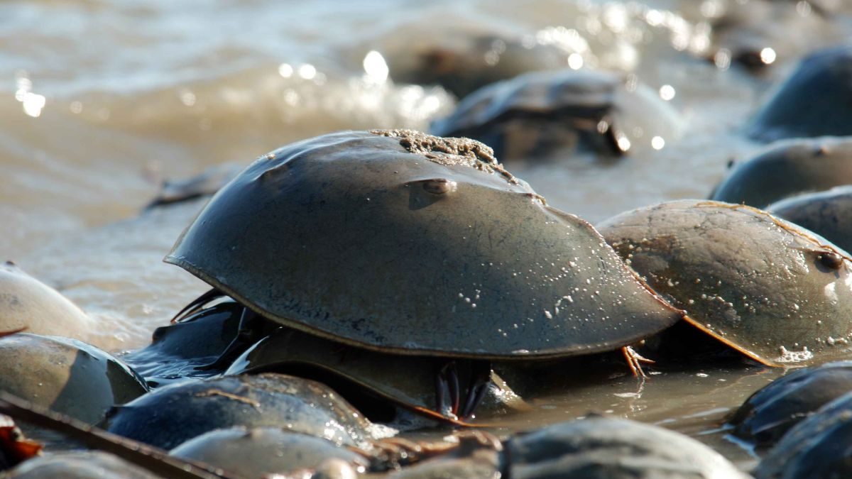 Horseshoe crabs. Credit: Gregory Breese/USFWS