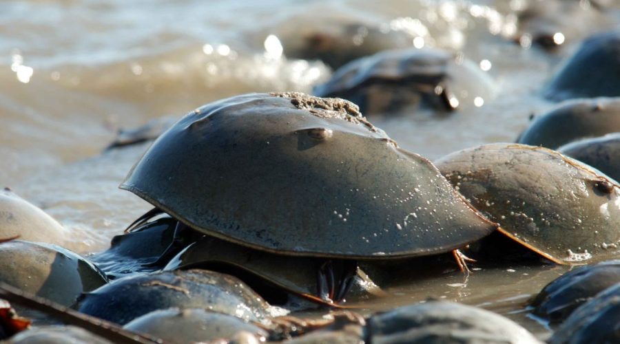 Horseshoe crabs. Credit: Gregory Breese/USFWS