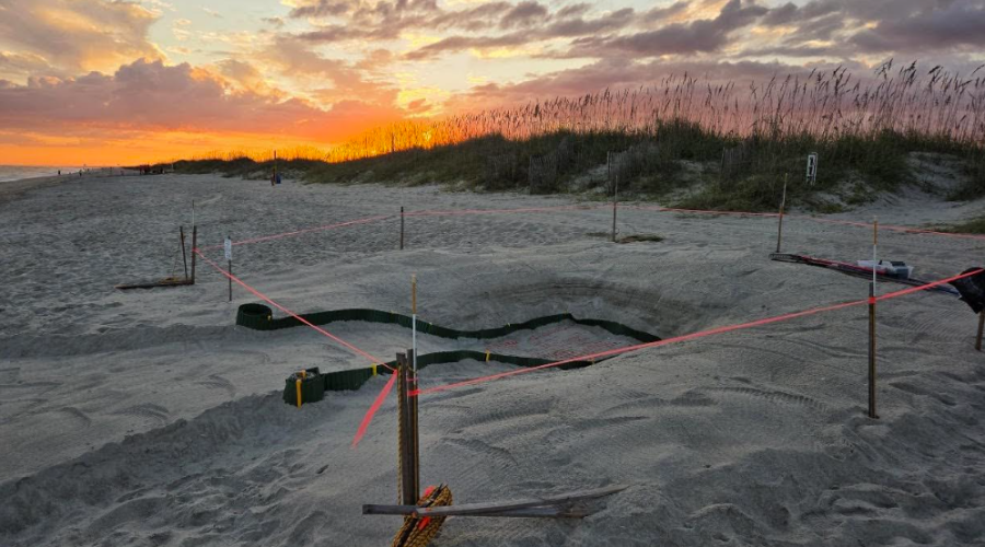 A sea turtle nest is marked off by volunteers with the Holden Beach Turtle Watch Program. Photo courtesy of the program.