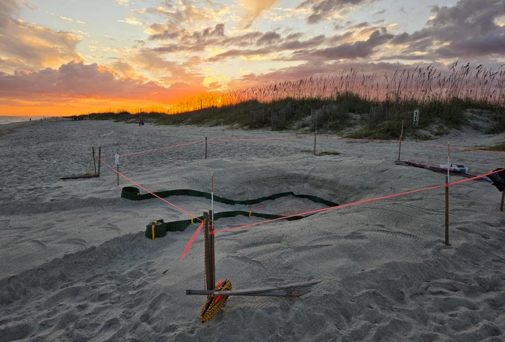 A sea turtle nest is marked off by volunteers with the Holden Beach Turtle Watch Program. Photo courtesy of the program.