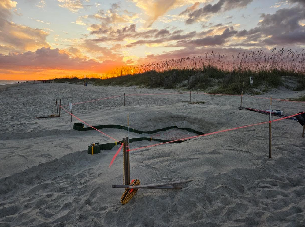 A sea turtle nest is marked off by volunteers with the Holden Beach Turtle Watch Program. Photo courtesy of the program.