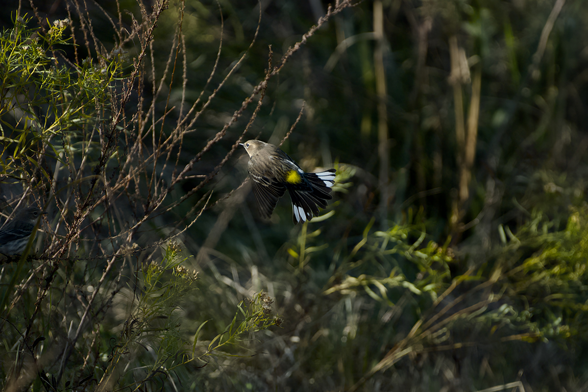 Right after the mockingbird grabbed its snack, a yellow-rumped warbler took flight from some shrubs along the bank. Yellow-rumped warblers are as common as mockingbirds in the fall and winter. Photo: Kip Tabb