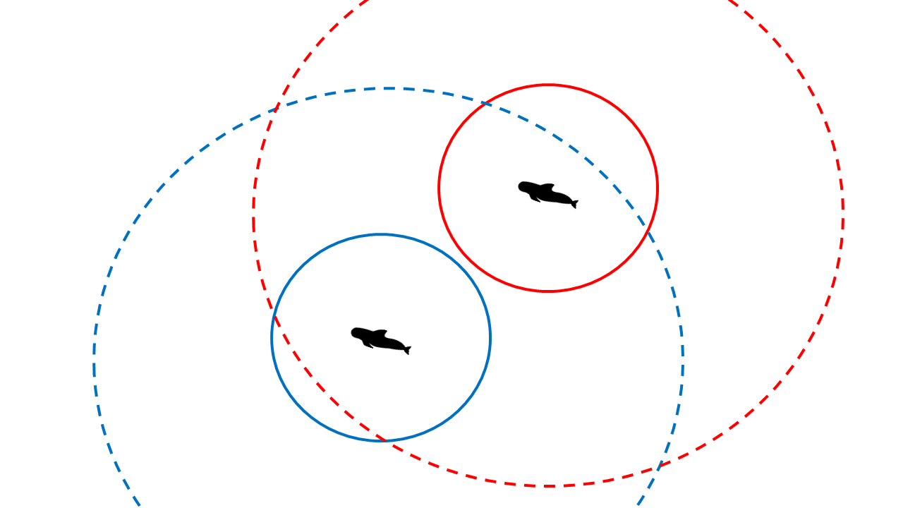The dotted lines represent the listening range of each individual whale, and the solid lines represent their respective echolocation search ranges. Graphic: Annie Harshbarger