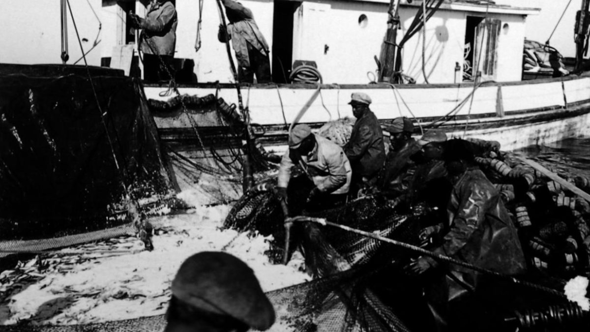 Menhaden fishermen in purse boats work to load a catch onto the mother boat off Morehead City and Beaufort 1947. Photo: State Archives of North Carolina