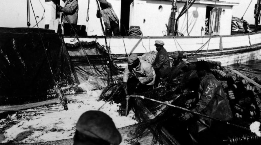 Menhaden fishermen in purse boats work to load a catch onto the mother boat off Morehead City and Beaufort 1947. Photo: State Archives of North Carolina