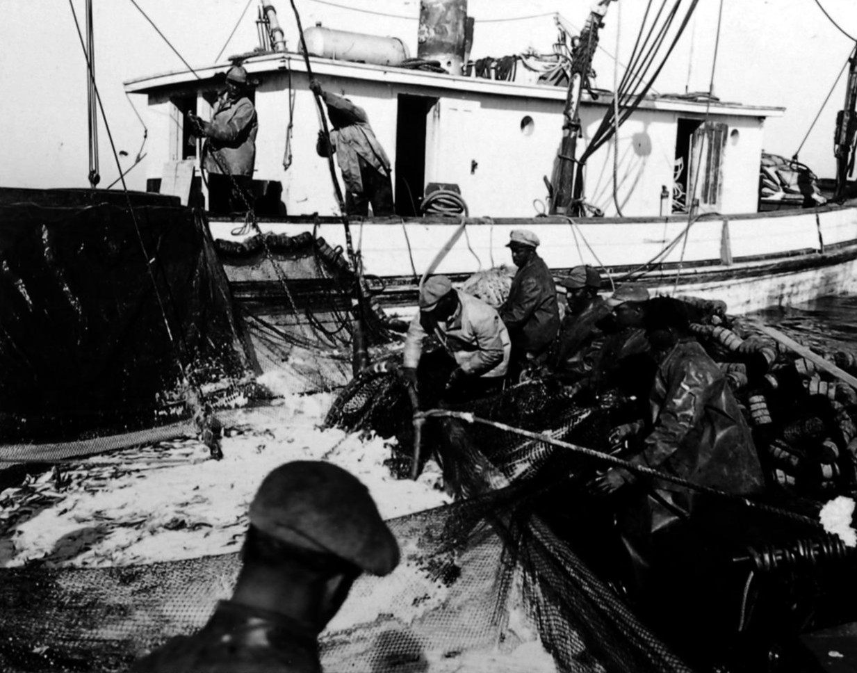 Menhaden fishermen work to haul in a net in waters off Morehead City and Beaufort in 1947. Photo: State Archives of North Carolina