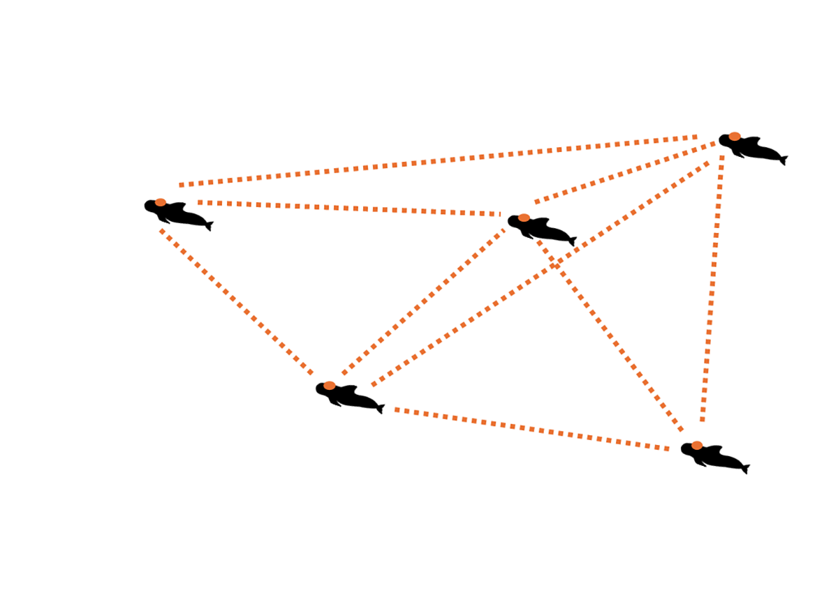 The orange dots on each whale represent a DTAG. Multiple hydrophones on each tag allow researchers to estimate the angle and distance between each whale. Graphic: Annie Harshbarger