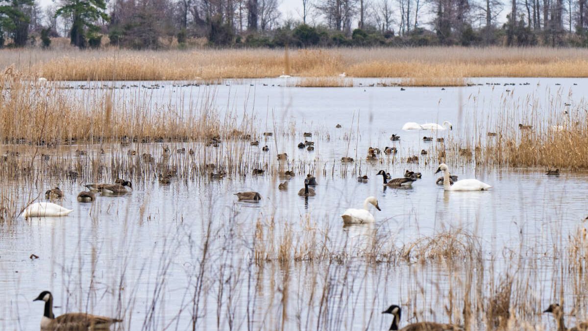 Dozens of water fowl sit in an impoundment at Lake Mattamuskeet National Wildlife Refuge on an overcast day. Photo: Coastal Studies Institute