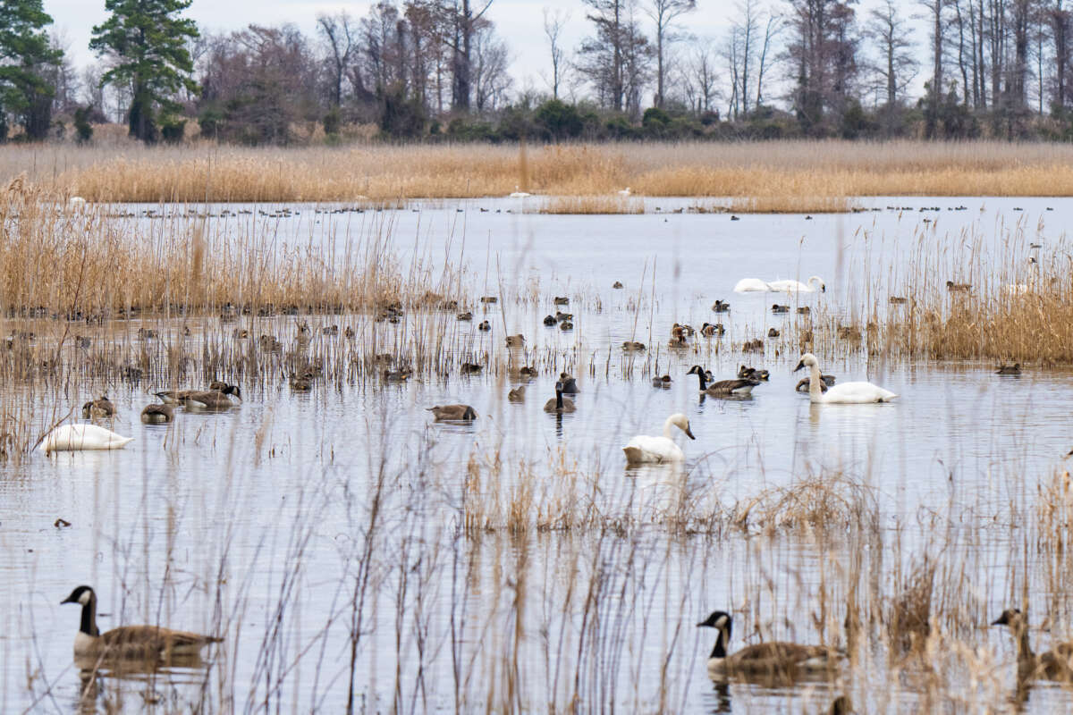 Dozens of water fowl sit in an impoundment at Lake Mattamuskeet National Wildlife Refuge on an overcast day. Photo: Coastal Studies Institute