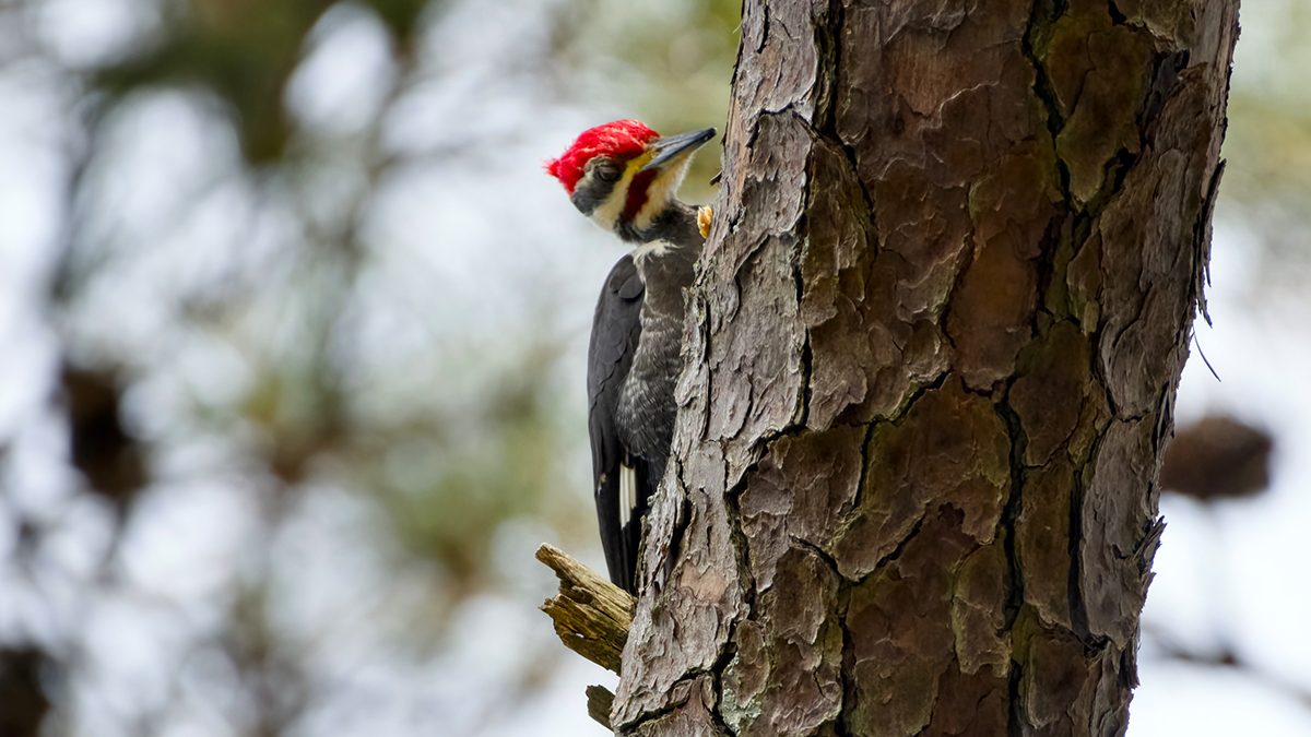 A male pileated woodpecker, or Dryocopus pileatus, searches for a snack Sunday in the bark of a pine tree in Nags Head Woods Preserve, one of the largest remaining maritime forests on the East Coast, according to The Nature Conservancy. This woodpecker, which feeds on insects in trees and logs, is one of more than 150 bird species visitors may spot at the preserve, and at least a third nests here, according to the conservancy. Photo: Kip Tabb