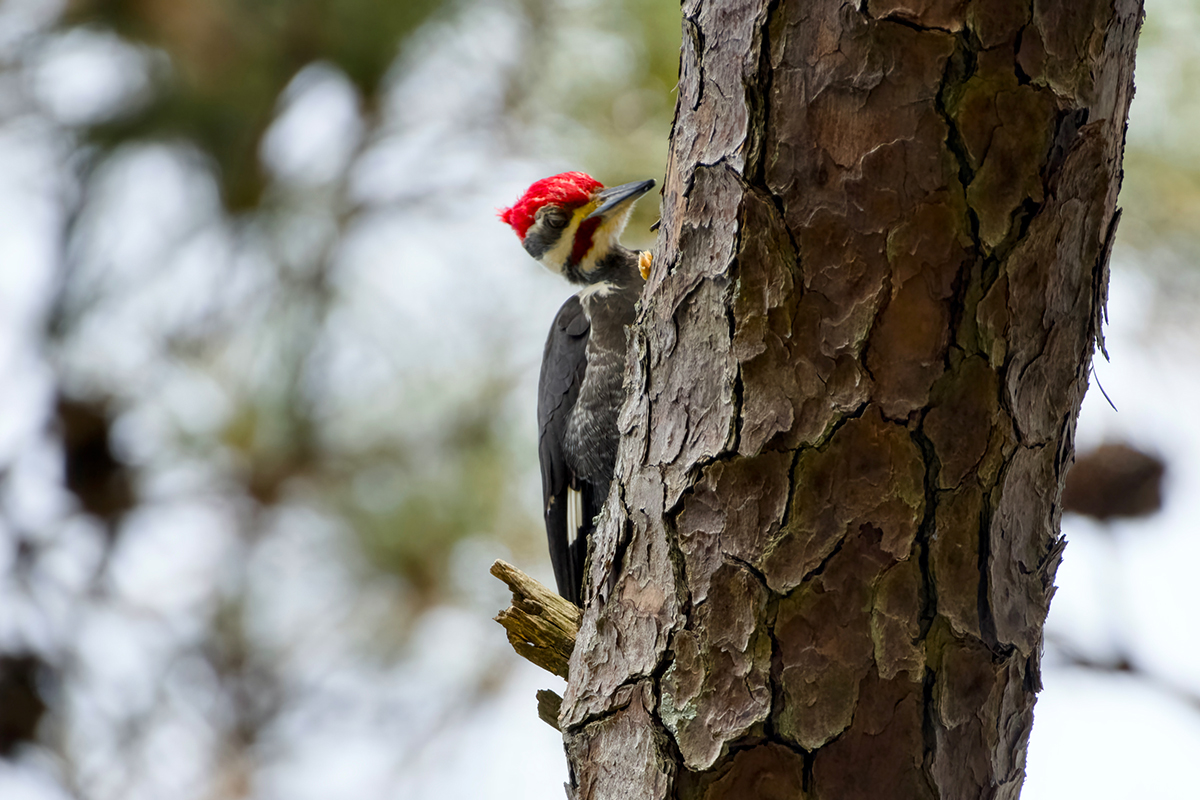 Brilliant redhead on the hunt