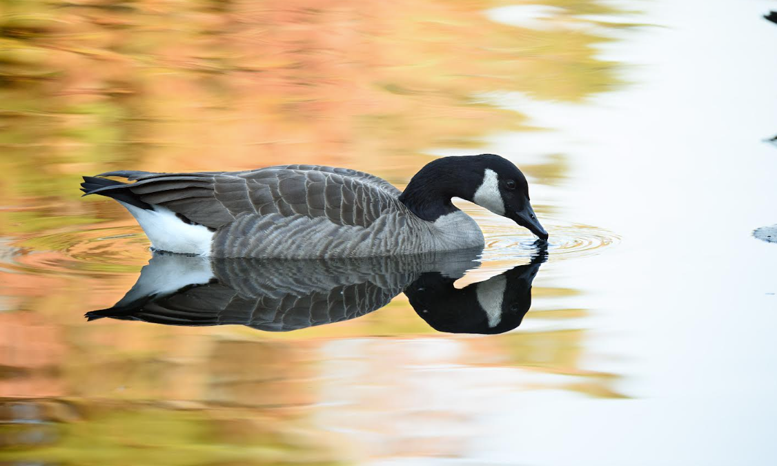 A Canada goose. Photo: N.C. Wildlife Resources Commission