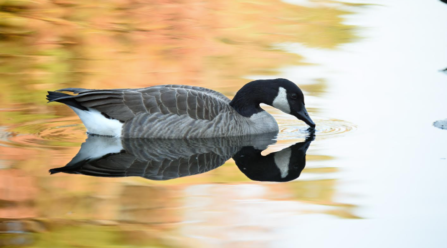 A Canada goose. Photo: N.C. Wildlife Resources Commission
