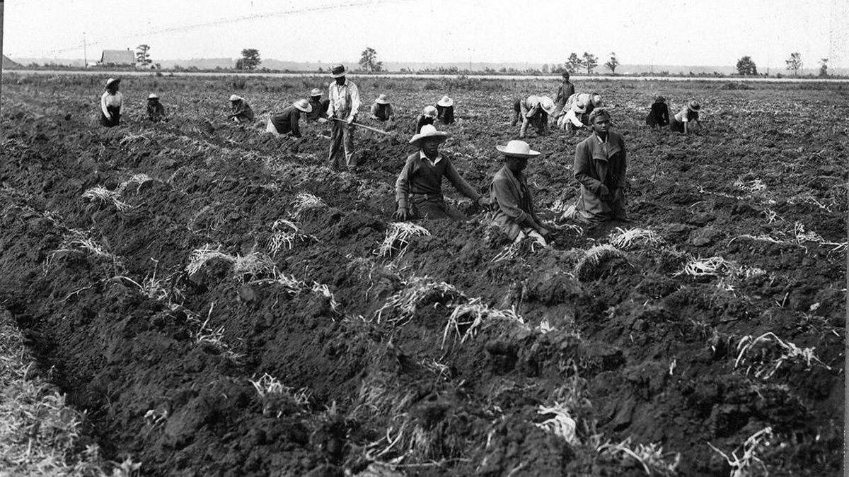 Workers dig tulip bulbs on the Van Dorp family’s flower farm in Terra Ceia, 1941. Courtesy, State Archives of North Carolina